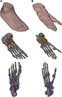 Frontiers | Comparative Functional Morphology of Human and Chimpanzee